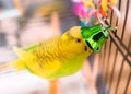 Cute green and yellow budgerigar parakeet playing with a green bell. She is sitting on a perch in a cage Royalty Free Stock Photo