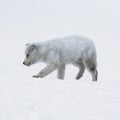 Cute Greenland sled dog puppy walking in the snow Royalty Free Stock Photo