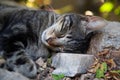 Cute grey black and white soft fluffy cat sleeping comfortably Royalty Free Stock Photo