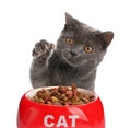 Cute grey British Shorthair cat and feeding bowl with dry food on background. Lovely pet Royalty Free Stock Photo