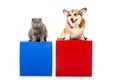 cute grey british shorthair cat with welsh corgi pembroke sitting on red and blue cubes