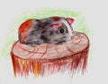 Cute grey and brown guinea pig illustration, Hand draw color pencils art