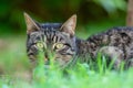 Cute grey cat behind green grass Royalty Free Stock Photo