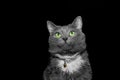 cute grey cat with a big green eyes and paw collar on a black background