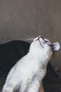 Cute grey cat with blue eyes, pink nose and long whiskers look up Royalty Free Stock Photo