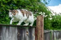 Cute and grey cat creeping up on dark grey old fence, on green background under blue sky