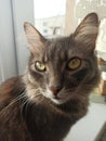 grey cat gentleman handsom, sitting on the window green-eyed