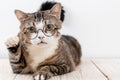 cute grey cat with glasses Royalty Free Stock Photo