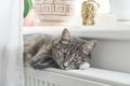 Cat relaxing on the warm radiator Royalty Free Stock Photo