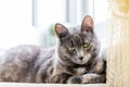 Cute grey cat with green eyes sitting in the balcony by the window in summer Royalty Free Stock Photo