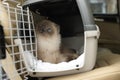 Cute grey cat inside pet carrier in car