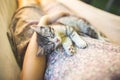 Cute grey cat lying on its owner`s knees, close up view. Woman in a dress with sleeping kitty lying in hammock