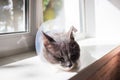 Cute grey cat patient Royalty Free Stock Photo