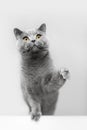 Cute grey cat raising his paw, playing