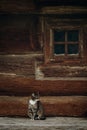 Cute grey cat sitting near old wooden house in Scandinavia, norw Royalty Free Stock Photo