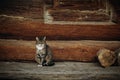 Cute grey cat sitting near old wooden house in Scandinavia, norw Royalty Free Stock Photo