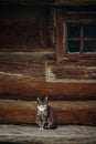 Cute grey cat sitting near old wooden house in Scandinavia, norw Royalty Free Stock Photo