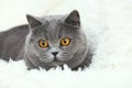 Cute grey cat sitting in a white fluffy blanket. Nice cat face close up Royalty Free Stock Photo