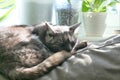 Cute grey cat sleeping on the couch Royalty Free Stock Photo