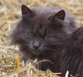 Cute grey cat in the straw Royalty Free Stock Photo