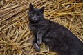 Cute grey cat in the straw Royalty Free Stock Photo