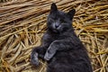 Cute grey cat in the straw Royalty Free Stock Photo