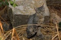 Cute grey cat stretching on a rock among bushes and straw Royalty Free Stock Photo