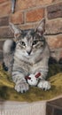 A cat with a toy mouse from the cafe Cats lane in Bytom. Royalty Free Stock Photo