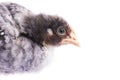 Cute grey chicken isolated