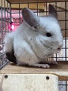 Cute grey chinchilla is sitting in thewooden house. Domesticated long-tailed chinchilla. Royalty Free Stock Photo