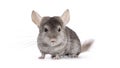 Chinchilla on white background Royalty Free Stock Photo