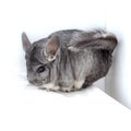 Cute grey chinchilla on white background. Chinchilla lanigera, domesticated long-tailed chinchilla Royalty Free Stock Photo