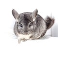 Cute grey chinchilla on white background. Chinchilla lanigera, domesticated long-tailed chinchilla Royalty Free Stock Photo