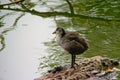 Coot duckling standing on a tree trunk in the water