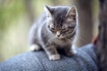 Cute grey funny British kitten