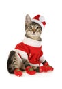 Grey kitten dressed in a Santa Claus costume sits over white