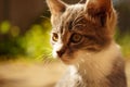Cute grey kitten portrait in the sunny garden. Closeup cat face Royalty Free Stock Photo