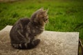 Cute grey kitten sitting on the old wood board in the garden Royalty Free Stock Photo