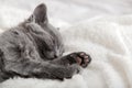 Cute grey kitten sleeping on white soft blanket. Cat portrait with paw rest napping on bed. Comfortable pet sleeping in cozy home Royalty Free Stock Photo