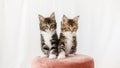 Cute Grey Kittens Watching Sitting on a Pink pouf on a White Background. Cat Show. Concept of Adorable Cat Pets.