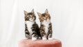 Cute Grey Kittens Watching Sitting on a Pink pouf on a White Background. Cat Show. Concept of Adorable Cat Pets.