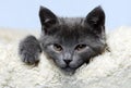 Cute grey kitty
