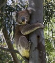 A cute grey Koala