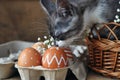 Cute grey little kitten in a wicker basket and Easter eggs of natural red color with a graphic pattern of white paint in a Royalty Free Stock Photo