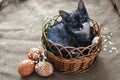 Cute grey little kitten in a wicker basket and Easter eggs of natural red color with a graphic pattern of white paint in a Royalty Free Stock Photo