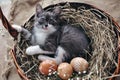 Cute grey little kitten in a wicker basket and Easter eggs of natural red color with graphic pattern of white paint on retro Royalty Free Stock Photo