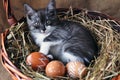 Cute grey little kitten in a wicker basket and Easter eggs of natural red color with graphic pattern of white paint on retro Royalty Free Stock Photo