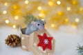 Cute grey little rat looking in frame and sitting in the wicker box with red-white snowflake Royalty Free Stock Photo