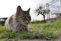 Cute grey long haired young tabby crossbreed cat lying in front of the house.