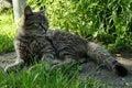 Cute grey long haired young tabby crossbreed cat lying in front of the plastic table leg on stone tiles